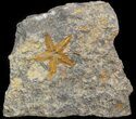 Starfish (Petraster?) & Edrioasteroids - Ordovician #41813-1